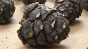 Make your own swiss pinecones infusion