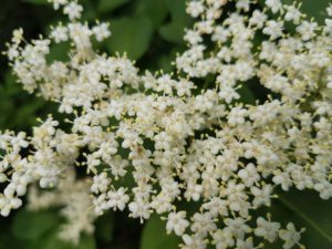 Elderflower to make spirits and mashes