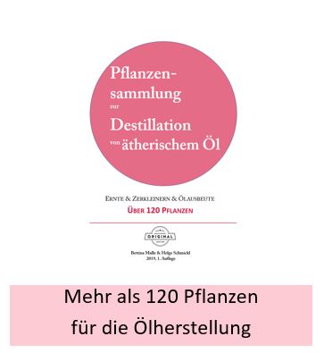 Mehr als 120 Pflanzen: richtiger Erntezeitpunkt, Ausbeute, Zerkleinerung der Pflanze