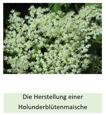 Alle Details zur Herstellung einer Holunderblütenmaische