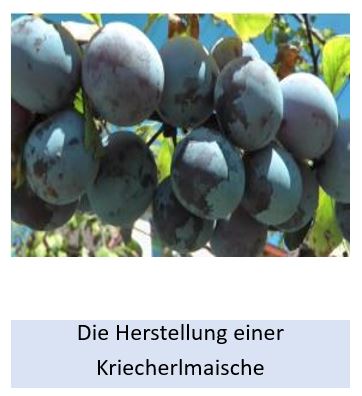 Alle Details zur Herstellung einer Kriecherlmaische