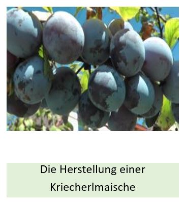 Alle Details zur Herstellung einer Kriecherlmaische