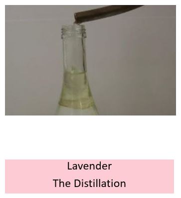The distillation of lavender