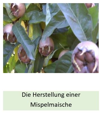Alle Details zur Herstellung einer Mispelmaische