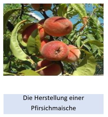 Alle Details zur Herstellung einer Pfirsichmaische