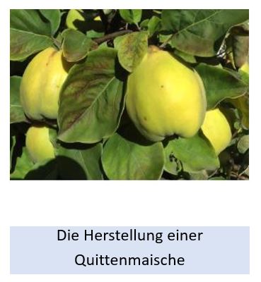Alle Details zur Herstellung einer Quittenmaische