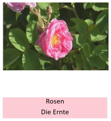 Wie werden Rosen richtig geerntet?